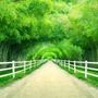 Papier peint panoramique paysage forestier effet 3D