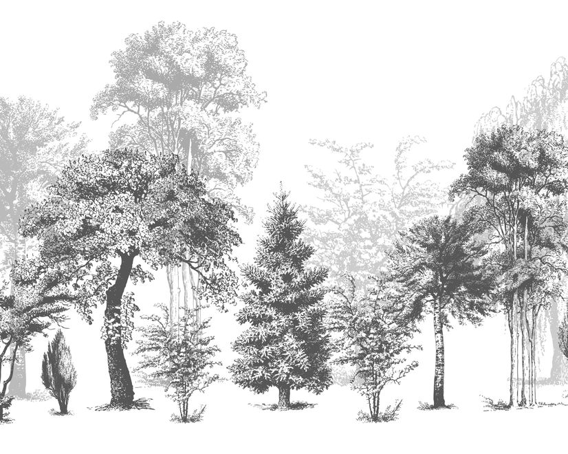 Black and White Forest Wallpaper Mural