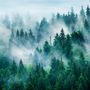 Foggy Pine Forest Wallpaper Mural
