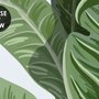 Papier peint panoramique de la jungle des enfants avec des animaux exotiques
