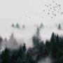 Dunkler Wald Nebel Landschaft Fototapete