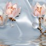 Perlen-Lotusblume und Kleiner Schmetterling Fototapete