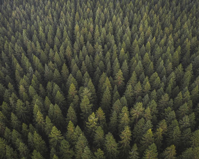 Pine Forest Landscape Wallpaper Mural