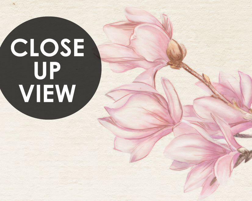Watercolor Pink Magnolia Blossom Wallpaper Mural