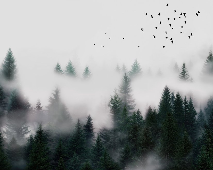 Dunkler Wald Nebel Landschaft Fototapete