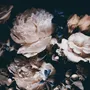 Dark Floral Peony Bouquet Wallpaper Mural