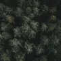 Pine Forest Aerial View Wallpaper Mural
