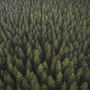 Pine Forest Landscape Wallpaper Mural