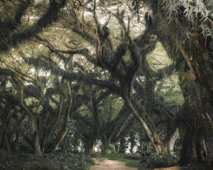 Tree Roots Wallpaper Mural