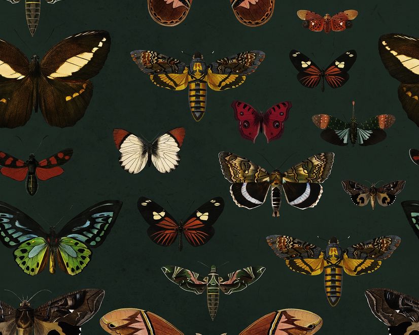 Colorful Butterfly Patterns on Green Background Wallpaper Mural