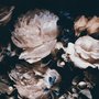 Papier peint panoramique floral foncé avec bouquet de pivoines