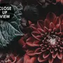 Dark Floral Wallpaper Mural