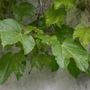Papier peint panoramique feuilles de lierre nostalgique