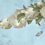 Gardenia Blumen und Schmetterling Fototapete