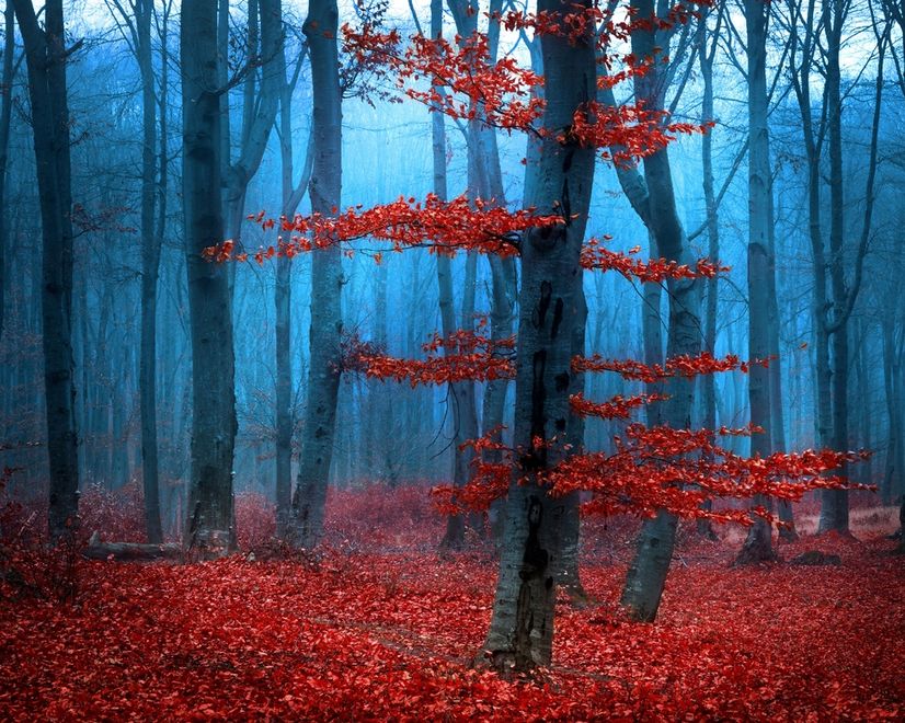 Autumn Forest with Red Leaves Landscape Wallpaper Mural