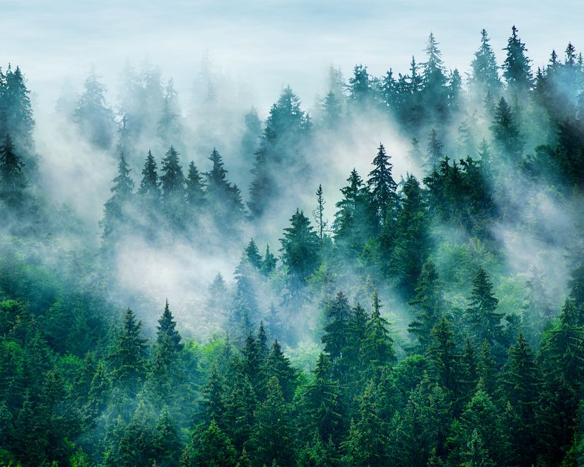 Foggy Pine Forest Wallpaper Mural