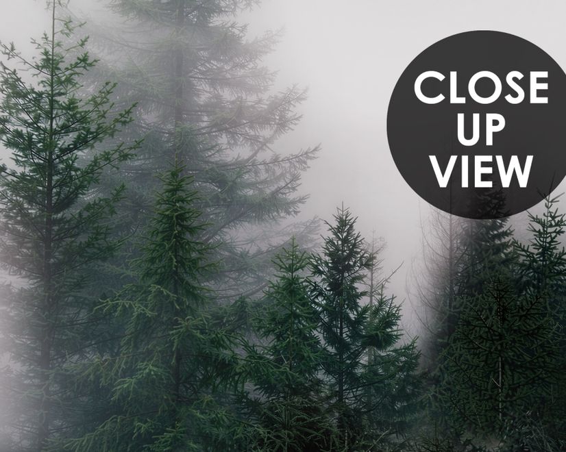 Dark Forest Misty Landscape Wallpaper Mural