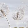 Dandelion Flowers Wallpaper Mural