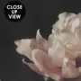 Niederländische Dunkle Blumen Fototapete