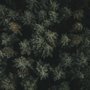 Pine Forest Aerial View Wallpaper Mural