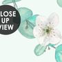 Plum Blossom with Leaves Wallpaper Mural
