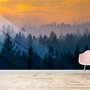 Fototapete Nebeliger Kiefernwald Landschaft