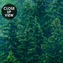 Foggy Pine Forest Wallpaper Mural