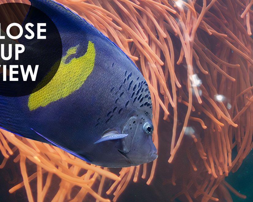 Ocean Fishes in the Undersea Wallpaper Mural