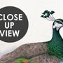 Elegant Peacock with Cherry Blossom Wallpaper Mural
