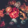 Red Hydrangea Orange Orchid Rose Dark Floral Bouqet Wallpaper Mural