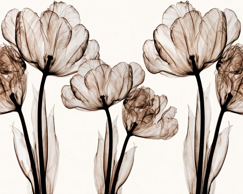 Papier peint panoramique floral transparent