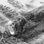 Monochrome forest with fog wallpaper mural showing tall pine trees, firs and silver-grey mist