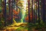 Nature Wallpaper
