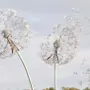 Dandelion Flowers Wallpaper Mural