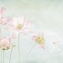 Fototapete mit hellrosa Lotusblume
