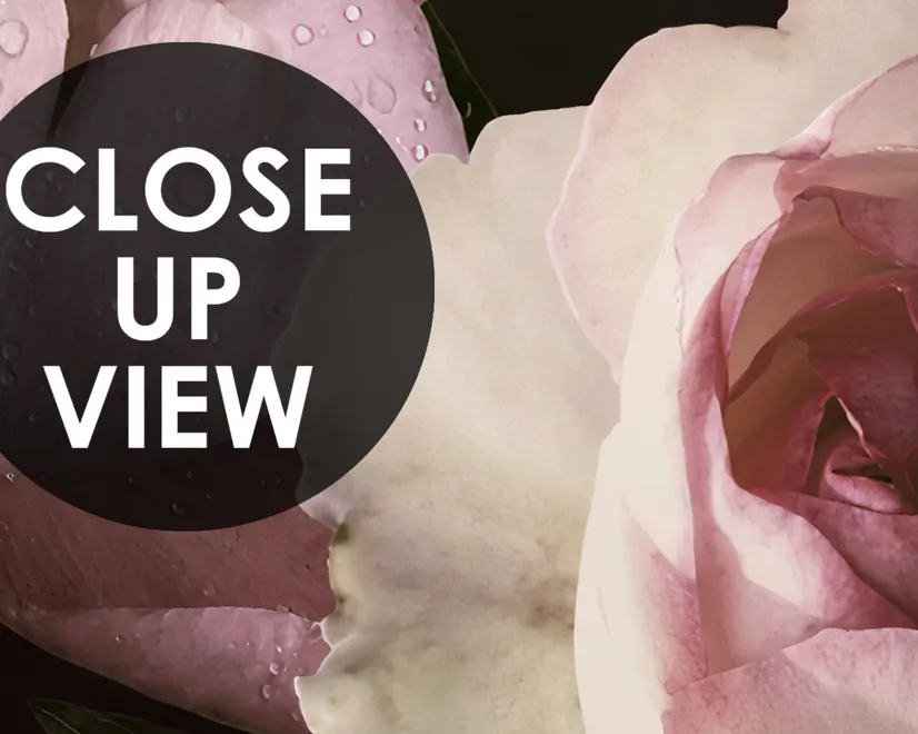 Dark Peony Floral Bouquet Wallpaper Mural
