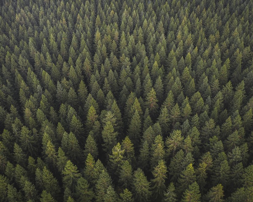Papier peint panoramique de la forêt de pins