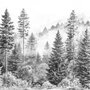 Monochrome forest with fog wallpaper mural showing tall pine trees, firs and silver-grey mist