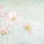 Light Pink Lotus Flower Wallpaper Mural