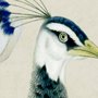 Pfau mit Magnolienblüte Fototapete