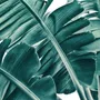 Tropical Palm Leaves Wallpaper Mural
