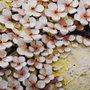 Oil Painting Cherry Blossom Wallpaper Mural