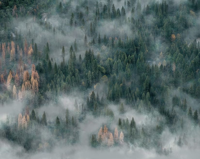 Misty Forest Wallpaper Mural