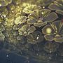 Dark Floral of Yellow Light Wallpaper Mural