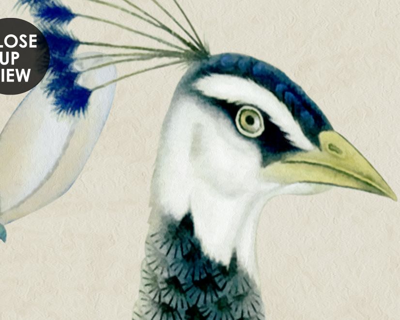 Peacock with Magnolia Blossom Wallpaper Mural