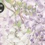 Fototapete mit Aquarell Hängende Wisteria Blumen und Kolibris