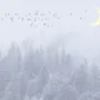 Monochrome Night Forest and Birds Wallpaper Mural