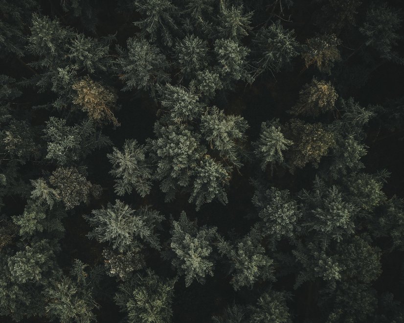 Pine Forest Aerial View Wallpaper Mural