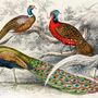 Historical Vintage Peacock Art Wallpaper Mural