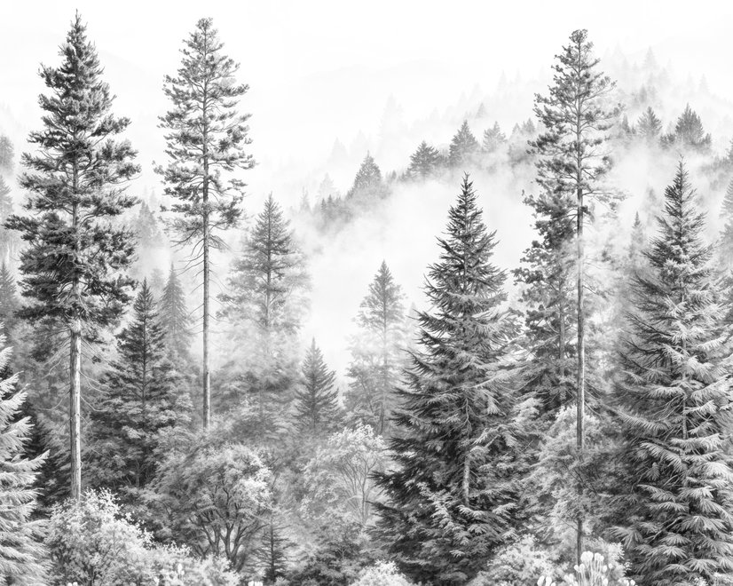 Monochrome forest with fog wallpaper mural showing tall pine trees, firs and silver-grey mist